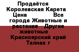 Продаётся!     Королевская Карета › Цена ­ 300 000 - Все города Животные и растения » Другие животные   . Красноярский край,Талнах г.